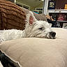 dog, white_dog, sleeping, pillow, blanket, couch, indoor, cozy, living_room, fur, pet, resting, home, comfort, close_up, relaxation, animal, canine, household, decor