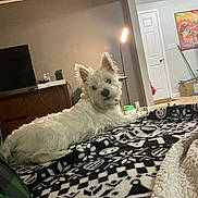 Abby is registered to the contest to win money with this photo: dog, white_dog, blanket, patterned_blanket, living_room, lamp, tv, furniture, artwork, door, floor, cage, box, curious, pet, indoor, cozy, relaxed, fur, animal