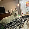 dog, white_dog, blanket, patterned_blanket, living_room, lamp, tv, furniture, artwork, door, floor, cage, box, curious, pet, indoor, cozy, relaxed, fur, animal