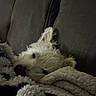 dog, sleeping, blanket, couch, cozy, pet, fur, indoors, resting, snuggled, relaxation, comfort, canine, home, fur_texture, animal, laying_down, quiet, soft, nap