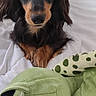 Noisette participe au concours pour gagner de l'argent avec cette photo : dog, black_and_tan, bed, white_bedspread, plush_toy, green_frog, pet, animal, cute, indoors, looking_at_camera, fur, ears, snout, paws, comfort, resting, toy, soft, cozy
