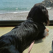 Noisette participe au concours pour gagner de l'argent avec cette photo : dog, leash, window, beach, sea, water, sky, clouds, sunlight, wooden_floor, pet, animal, relaxing, indoor, view, calm, nature, daytime, quiet, peaceful