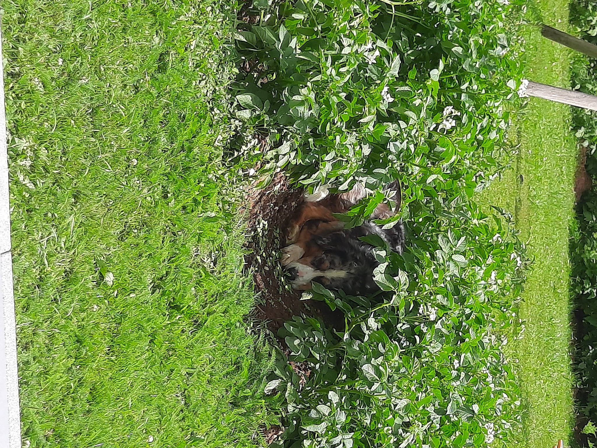 Rouxy a rejoint le concours — aidez-le/la à gagner de superbes lots ! canidae, carnivore, fawn, felidae, grass, grassland, groundcover, herb, lawn, pasture, people_in_nature, plant, shrub, sporting_group, tail, terrestrial_animal, terrestrial_plant, trunk, wildlife, wood