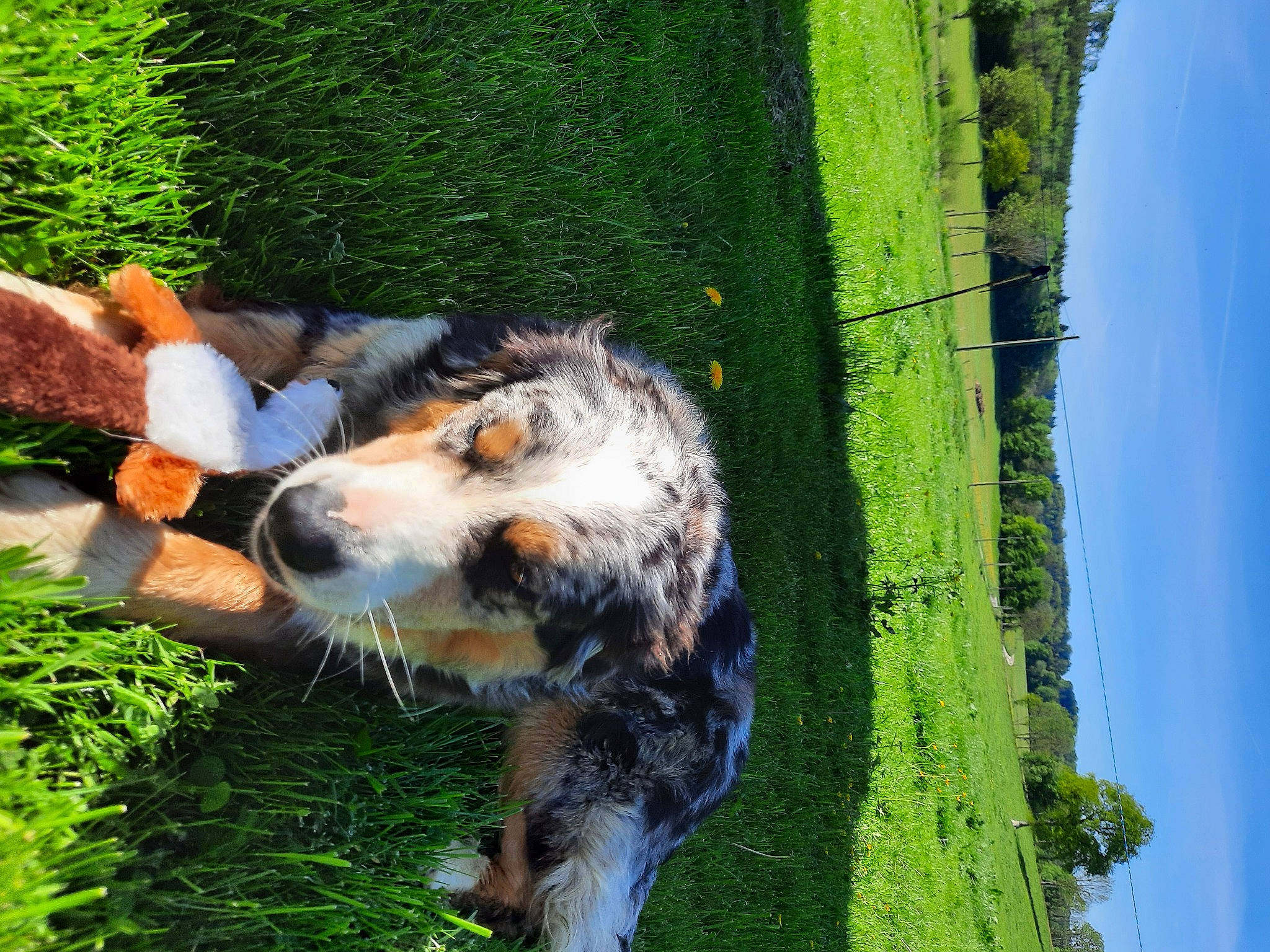 Rouxy participe au concours pour gagner de l'argent avec cette photo : art, carnivore, companion_dog, dog, dog_breed, garden, grass, grass_family, herding_dog, landscape, plant, sky, snout, sporting_group, tail, terrestrial_animal, tree, trunk, working_dog