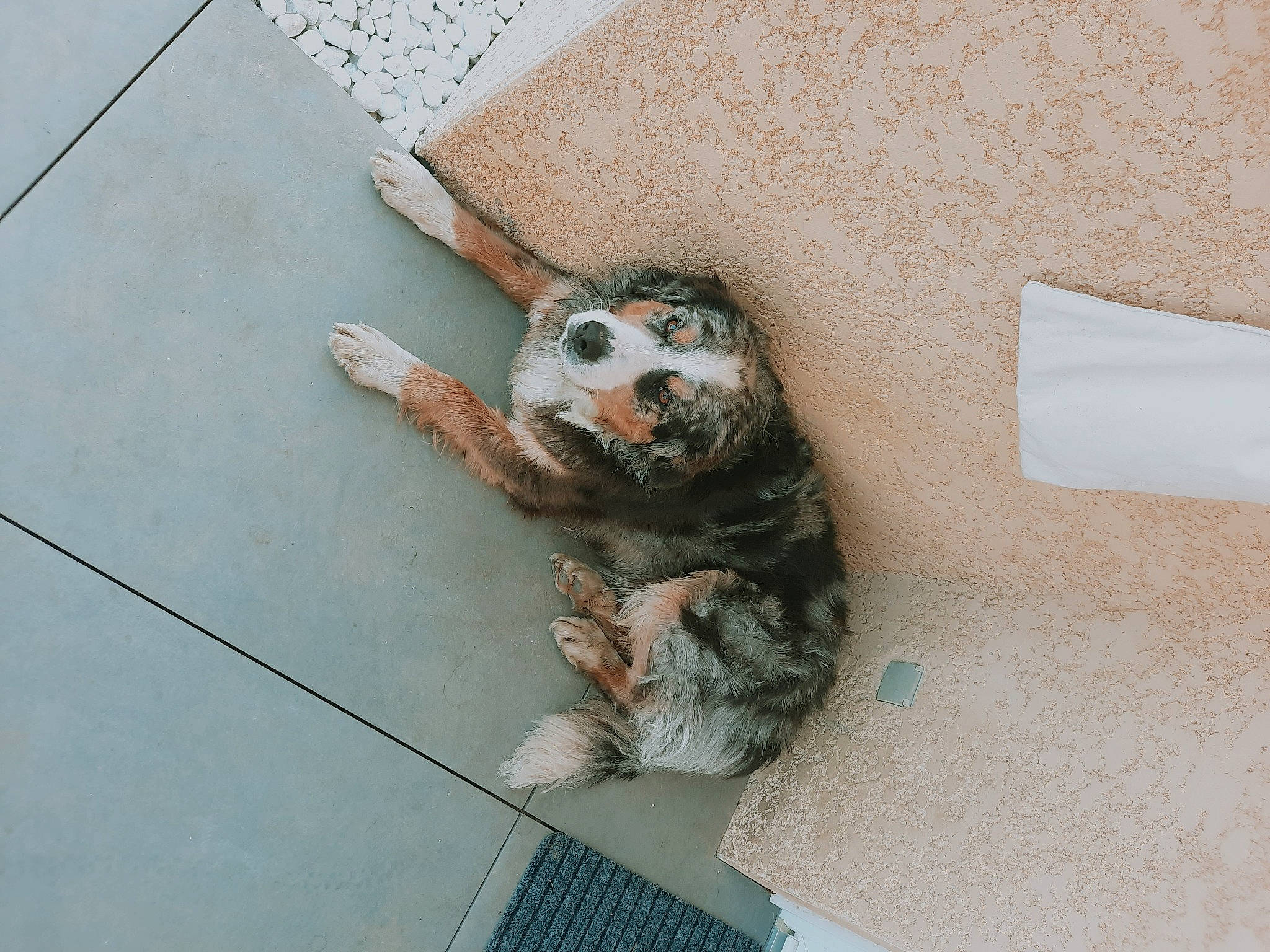 Rouxy a rejoint le concours — aidez-le/la à gagner de superbes lots ! asphalt, bird, comfort, companion_dog, concrete, dog_breed, domestic_short_haired_cat, felidae, flooring, fur, grey, paw, road_surface, sidewalk, small_to_medium_sized_cats, tail, terrestrial_animal, whiskers, wing, wood