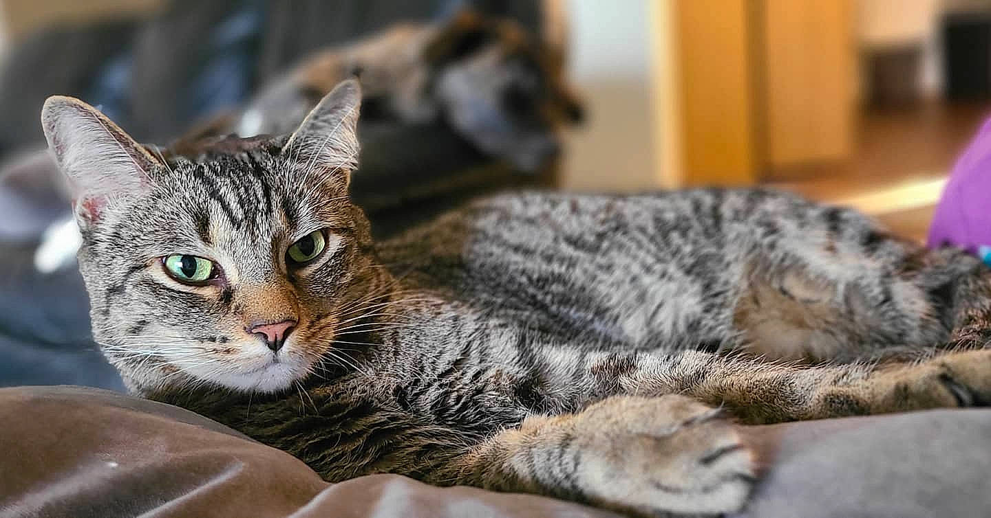 Donut joined the competition — help win amazing prizes! american_shorthair, american_wirehair, asian, australian_mist, california_spangled, carnivore, cat, domestic_short_haired_cat, dragon_li, egyptian_mau, european_shorthair, felidae, mammal, pixie_bob, small_to_medium_sized_cats, snout, tabby_cat, vertebrate, whiskers, wild_cat