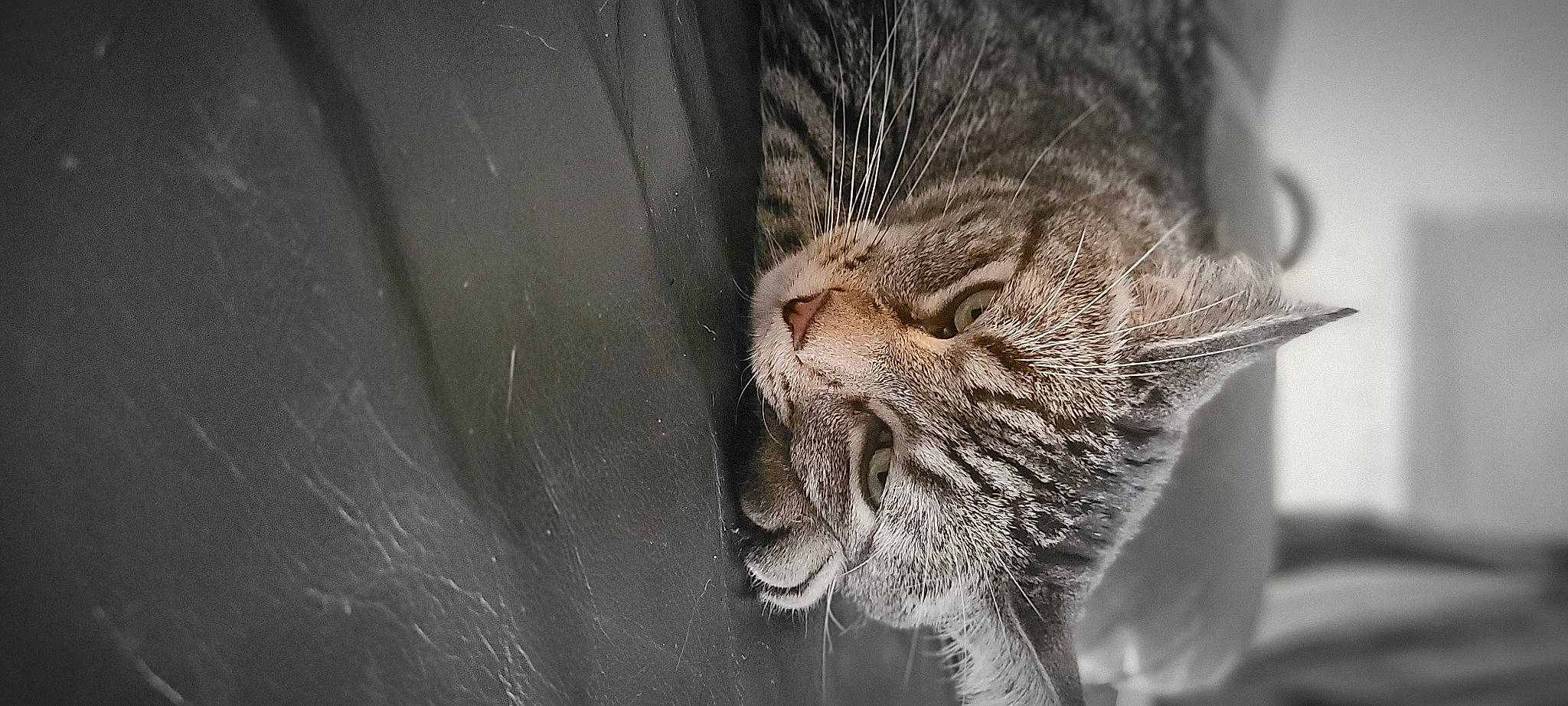 Donut is registered to the contest to win money with this photo: asian, black_and_white, carnivore, cat, domestic_short_haired_cat, dragon_li, european_shorthair, felidae, fur, norwegian_forest_cat, ocicat, organism, pixie_bob, small_to_medium_sized_cats, snout, tabby_cat, whiskers, wild_cat, wildlife