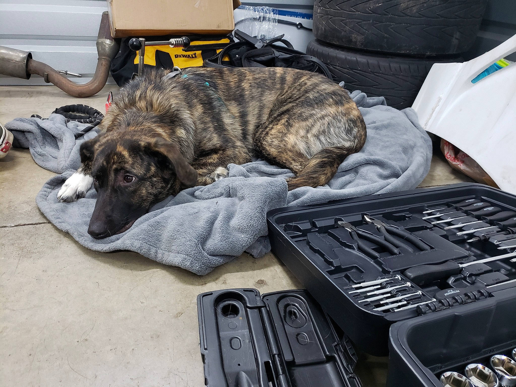 Nova is registered to the contest to win money with this photo: canidae, carnivore, dog, dog_breed, perro_de_presa_canario, sporting_group