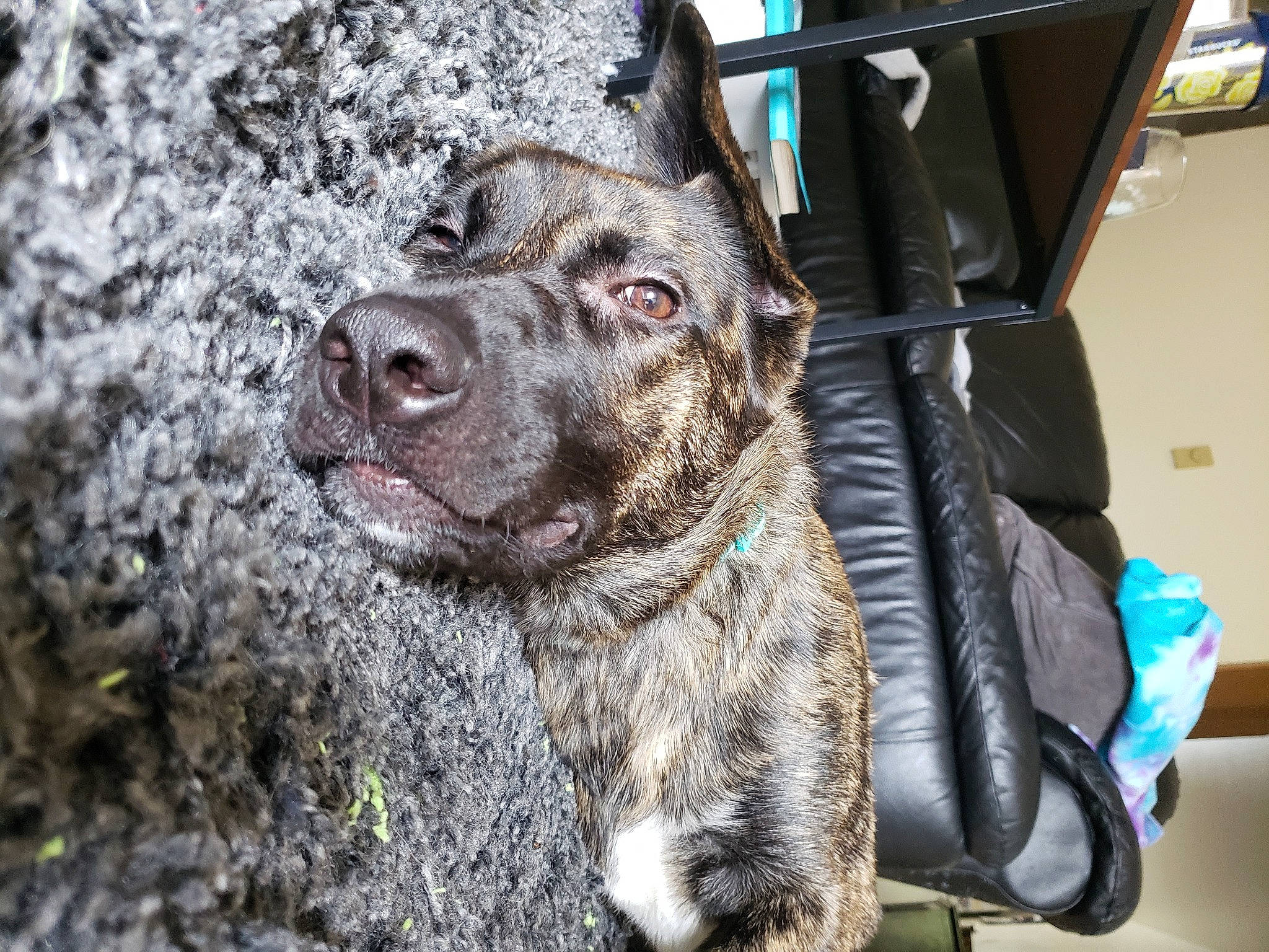 Nova joined the competition — help win amazing prizes! american_pit_bull_terrier, american_staffordshire_terrier, bandog, canidae, carnivore, dog, dog_breed, fawn, mammal, non_sporting_group, perro_de_presa_canario, pit_bull, snout, sporting_group, vertebrate