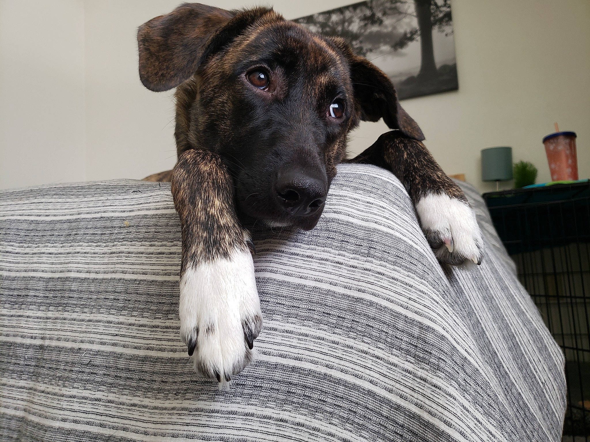 Nova joined the competition — help win amazing prizes! canidae, carnivore, companion_dog, dog, dog_breed, fawn, mammal, mountain_cur, puppy, rare_breed_dog, snout, sporting_group, vertebrate, whiskers