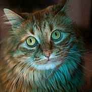 Floky participe au concours pour gagner de l'argent avec cette photo : cat, close_up, green_eyes, orange_tabby, fluffy, whiskers, portrait, animal, pet, indoor, soft_lighting, feline, cute, mammal, fur, face, curious, ears, focused