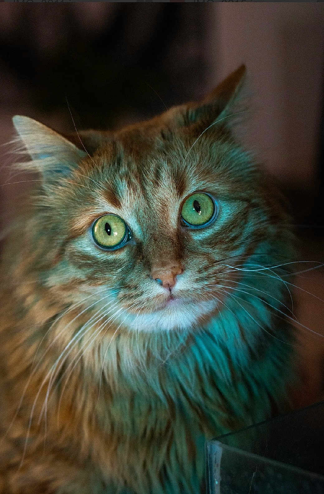 Floky participe au concours pour gagner de l'argent avec cette photo : cat, close_up, green_eyes, orange_tabby, fluffy, whiskers, portrait, animal, pet, indoor, soft_lighting, feline, cute, mammal, fur, face, curious, ears, focused