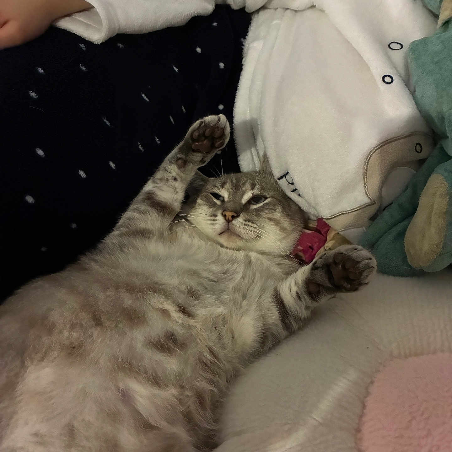 Oslo participe au concours pour gagner de l'argent avec cette photo : cat, tabby, pet, feline, animal, lying_down, relaxed, sleepy, paw, toe_beans, belly_up, fur, whiskers, face, portrait, blanket, couch, cozy, indoor, cute
