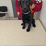 Ava a rejoint le concours — aidez-le/la à gagner de superbes lots ! puppy, dog, black_dog, collar, leash, person, table, indoor, tile_floor, chair, door, wall, hoodie, casual_clothing, pet, animal, waiting, cute, young_dog, veterinary