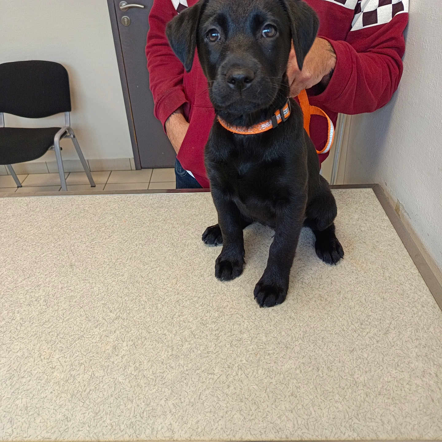 Ava a rejoint le concours — aidez-le/la à gagner de superbes lots ! animal, black_dog, casual_clothing, chair, collar, cute, dog, door, hoodie, indoor, leash, person, pet, puppy, table, tile_floor, veterinary, waiting, wall, young_dog