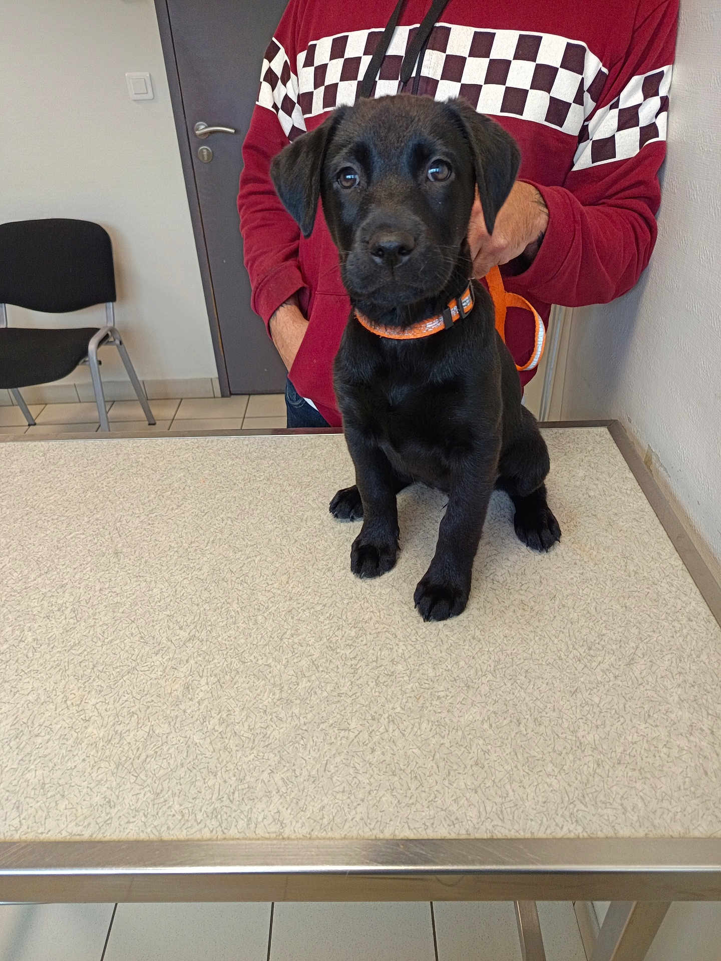 Ava a rejoint le concours — aidez-le/la à gagner de superbes lots ! puppy, dog, black_dog, collar, leash, person, table, indoor, tile_floor, chair, door, wall, hoodie, casual_clothing, pet, animal, waiting, cute, young_dog, veterinary