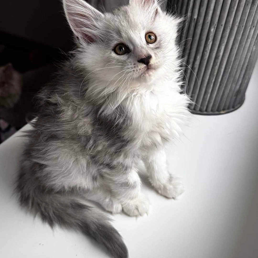 Ylio a rejoint le concours — aidez-le/la à gagner de superbes lots ! abyssinian, angora, animal, art, basket, cat, den, drawing, indoors, kitten, manx, pet, siamese, white, window, windowsill, wood
