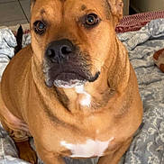 Topic participe au concours pour gagner de l'argent avec cette photo : dog, brown_dog, pet, bed, blanket, indoor, animal, canine, looking_up, fur, ears, eyes, snout, paw, home, cozy, comfort, portrait, attention, cute