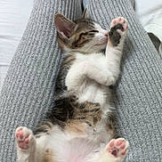 Tigrou Et Choupette participe au concours pour gagner de l'argent avec cette photo : kitten, cat, sleeping, paw, pink_paw_pads, grey_pants, knit, cozy, relaxed, indoor, pet, cute, feline, close_up, soft_lighting, nap, animal, domestic_cat, resting, young_cat