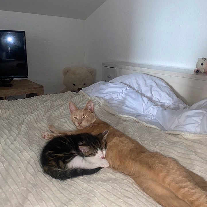 Tigrou Et Choupette participe au concours pour gagner de l'argent avec cette photo : animal, bed, blanket, cat, cozy, furniture, ginger_cat, home, indoor, nightstand, pet, pillow, relaxed, resting, sleeping, snuggling, tabby_cat, teddy_bear, television, white_wall