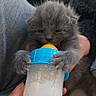 Chaton a rejoint le concours — aidez-le/la à gagner de superbes lots ! kitten, baby_bottle, gray_fur, paws, nursing, close_up, furry, cute, sleepy_eyes, hand, feeding, indoor, cozy, pet, small, animal, mammal, domestic, young, clutching