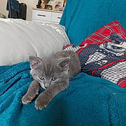 Chaton a rejoint le concours — aidez-le/la à gagner de superbes lots ! kitten, gray_cat, stretching, blue_blanket, pillow, cartoon_dog_pillow, living_room, cozy, furniture, home_decor, pet, animal, indoor, cute, relaxed, fur, whiskers, ears, eyes, soft