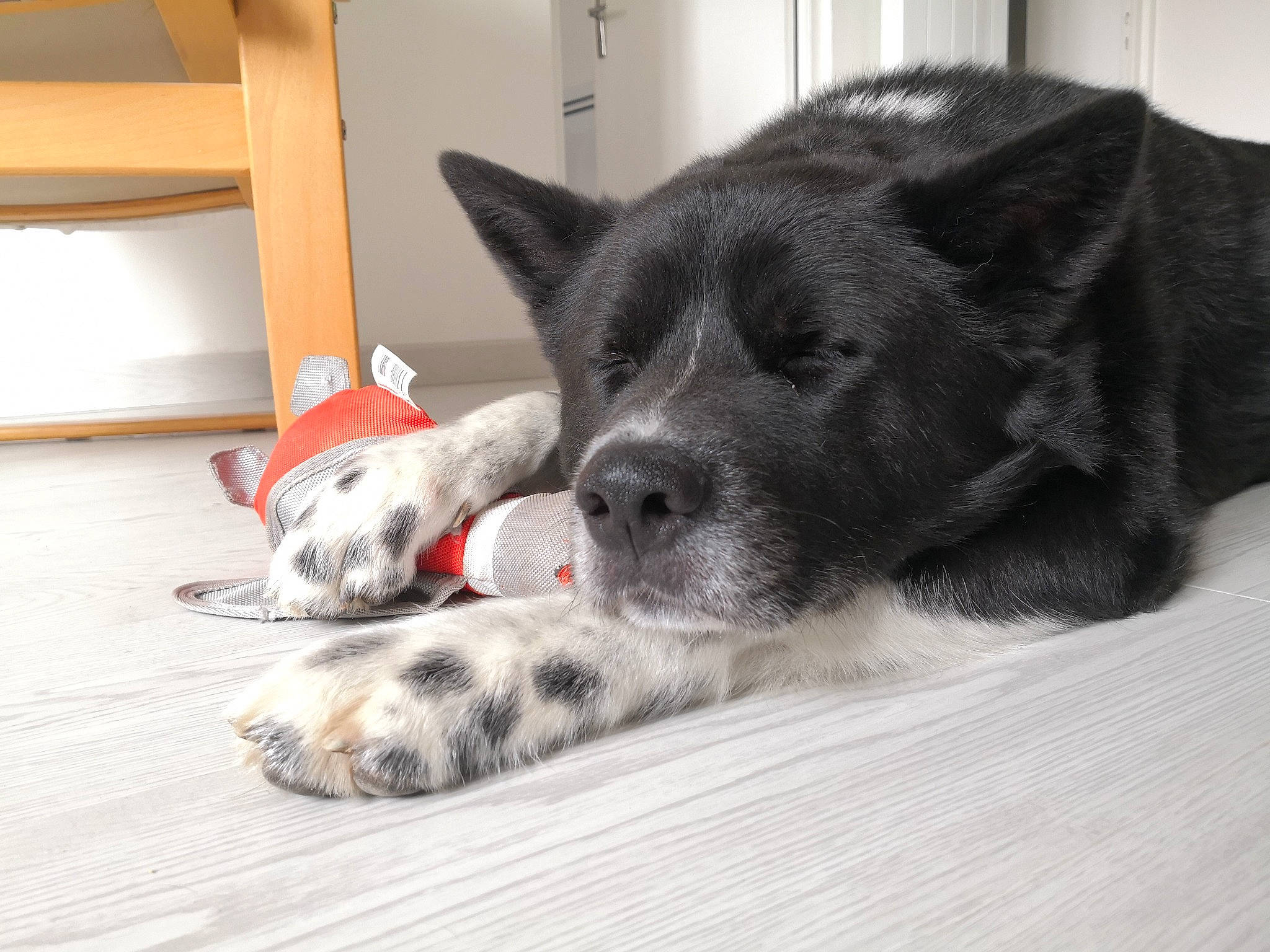 Omi a rejoint le concours — aidez-le/la à gagner de superbes lots ! canidae, carnivore, comfort, companion_dog, dog, dog_breed, domestic_short_haired_cat, door, flooring, foot, fur, grey, paw, snout, sporting_group, tail, whiskers, window, wood, working_animal