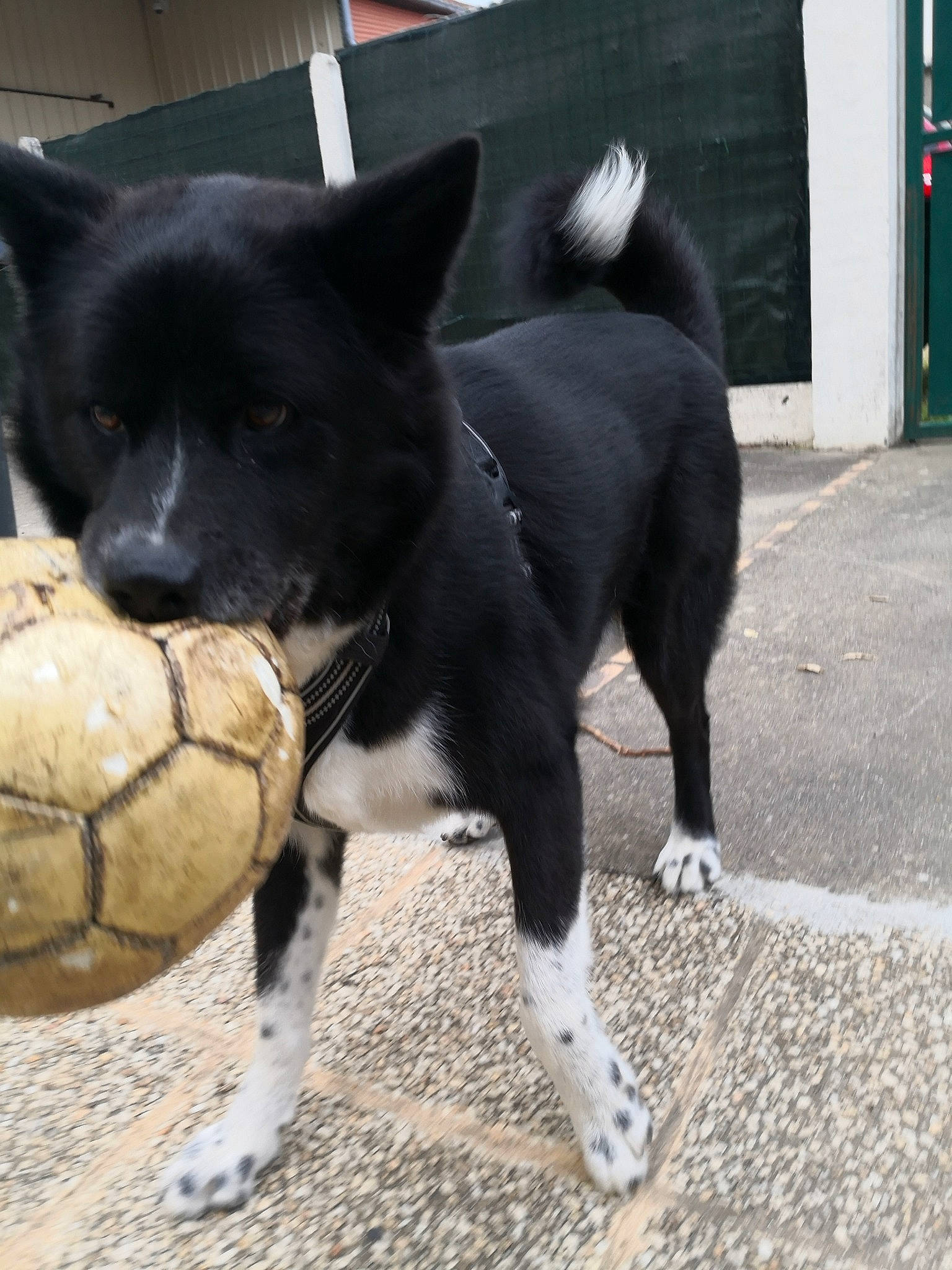 Omi participe au concours pour gagner de l'argent avec cette photo : asphalt, ball, canidae, carnivore, companion_dog, dog, dog_breed, door, football, fur, paw, pet_supply, road_surface, snout, soccer, sporting_group, sports_equipment, tail, terrestrial_animal, working_animal