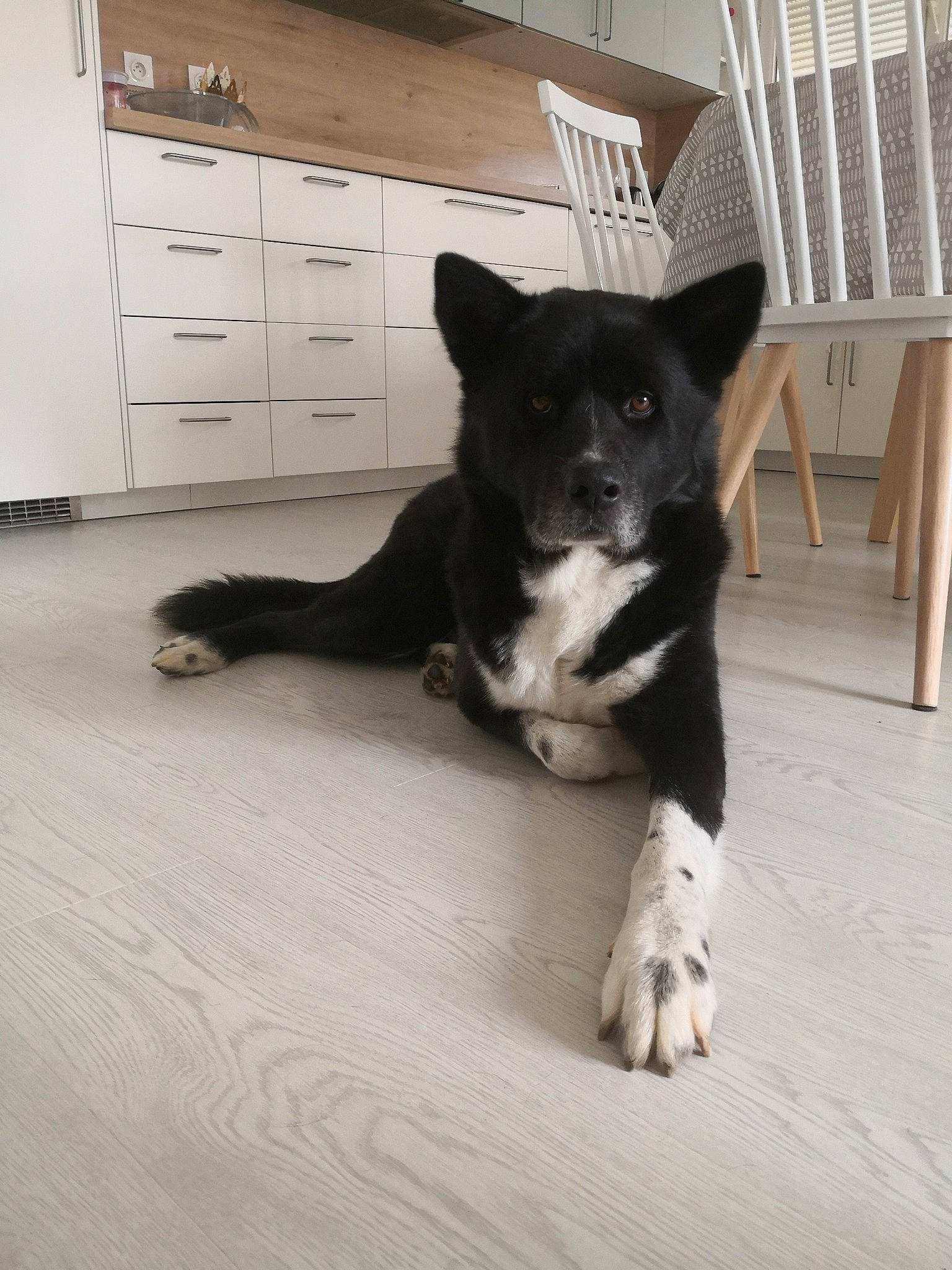 Omi participe au concours pour gagner de l'argent avec cette photo : cabinetry, carnivore, chest, chest_of_drawers, companion_dog, cupboard, dog, dog_breed, drawer, dresser, floor, flooring, fur, hardwood, herding_dog, paw, tail, whiskers, wood, working_animal
