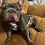 Diesel joined the competition — help win amazing prizes! dog, french_bulldog, pet, animal, indoor, couch, brown, fur, ears, paws, snout, wrinkles, looking, relaxed, cute, companion, domestic, mammal, portrait, canine