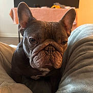Diesel is registered to the contest to win money with this photo: dog, french_bulldog, pet, animal, indoor, blanket, cozy, fur, ears, snout, face, wrinkles, brown, soft, comfort, resting, closeup, cute, companion, portrait