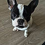 Diesel joined the competition — help win amazing prizes! french_bulldog, puppy, dog, black_and_white, pet, indoor, floor, wooden_floor, cute, animal, looking_up, ears_up, small_dog, pet_portrait, close_up, adorable, canine, young_dog, companion, domestic_animal