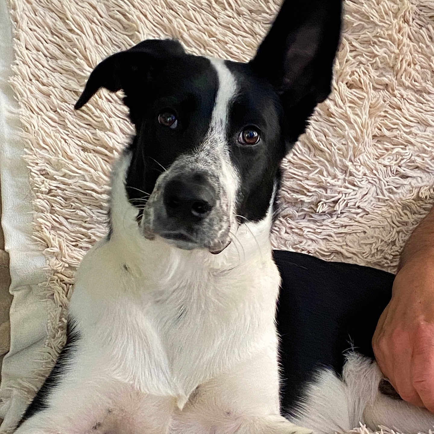 Oreo a rejoint le concours — aidez-le/la à gagner de superbes lots ! alert, animal, black_and_white, blanket, close_up, companion, couch, cute, dog, domestic, ear_up, fur, human_hand, indoor, lying_down, paw, pet, relaxed, resting, texture