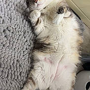 Peggy is registered to the contest to win money with this photo: cat, feline, fluffy, calico, white_fur, gray_fur, orange_fur, lying_down, belly_up, raised_paws, relaxed, sleepy, indoor, blanket, textured_fabric, floor, laundry_basket, home, cute, pet