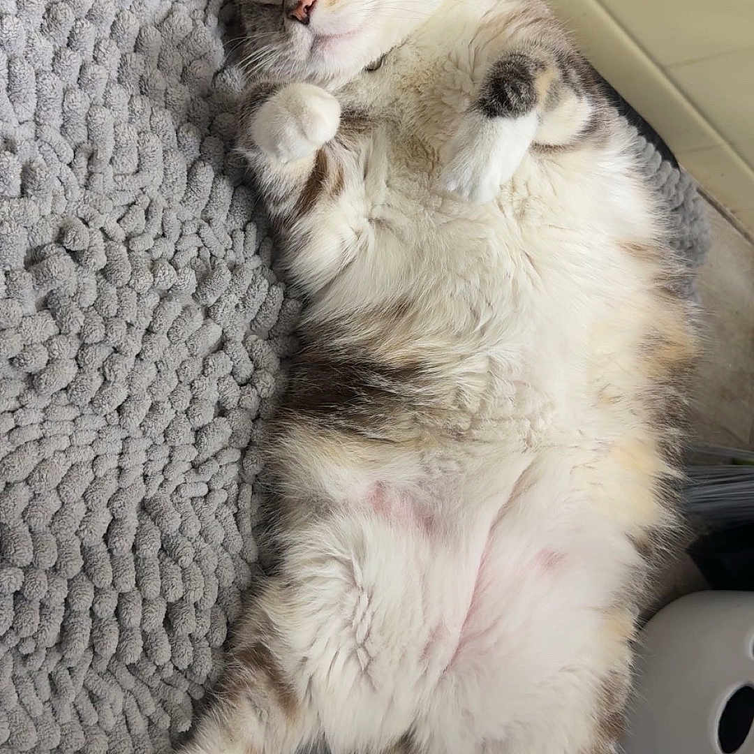 Peggy is registered to the contest to win money with this photo: cat, feline, fluffy, calico, white_fur, gray_fur, orange_fur, lying_down, belly_up, raised_paws, relaxed, sleepy, indoor, blanket, textured_fabric, floor, laundry_basket, home, cute, pet