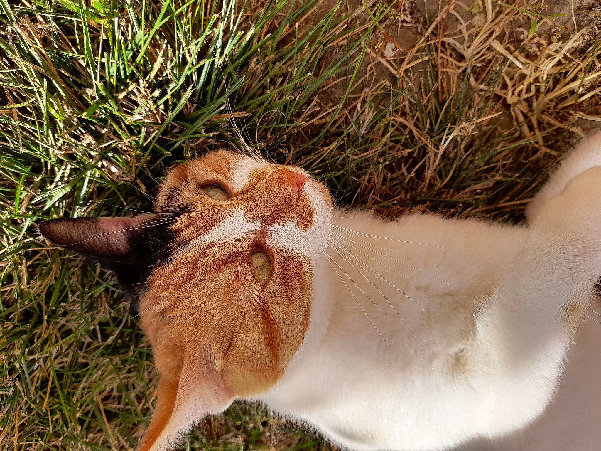 Caramel participe au concours pour gagner de l'argent avec cette photo : canidae, carnivore, cat, dog_breed, domestic_short_haired_cat, fang, fawn, felidae, fur, grass, grass_family, paw, plant, small_to_medium_sized_cats, snout, sporting_group, tail, terrestrial_animal, whiskers, wildlife