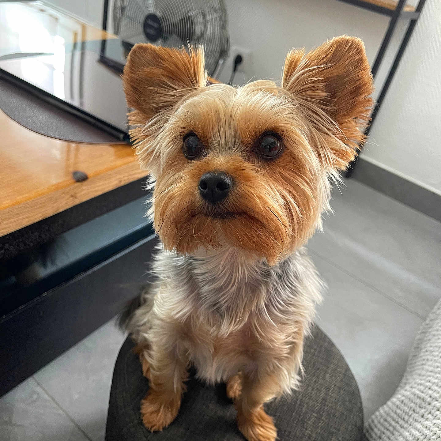 Unik is registered to the contest to win money with this photo: animal, companion, cozy, curious, cute, dog, ears, eyes, fan, floor, fur, house, indoor, pet, sitting, small_dog, stool, table, wood, yorkshire_terrier