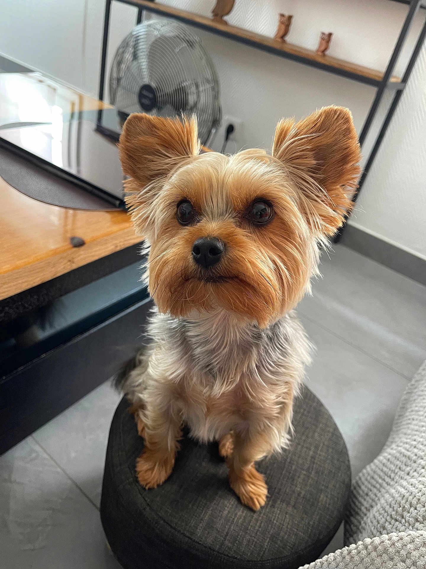 Unik is registered to the contest to win money with this photo: animal, companion, cozy, curious, cute, dog, ears, eyes, fan, floor, fur, house, indoor, pet, sitting, small_dog, stool, table, wood, yorkshire_terrier