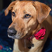 Whiskey is registered to the contest to win money with this photo: animal, blurred_background, brown_dog, canine, close_up, collar, cute, dog, domestic_animal, ears, eyes, flower_collar, focused, fur, indoor, looking_away, pet, portrait, snout, soft_lighting