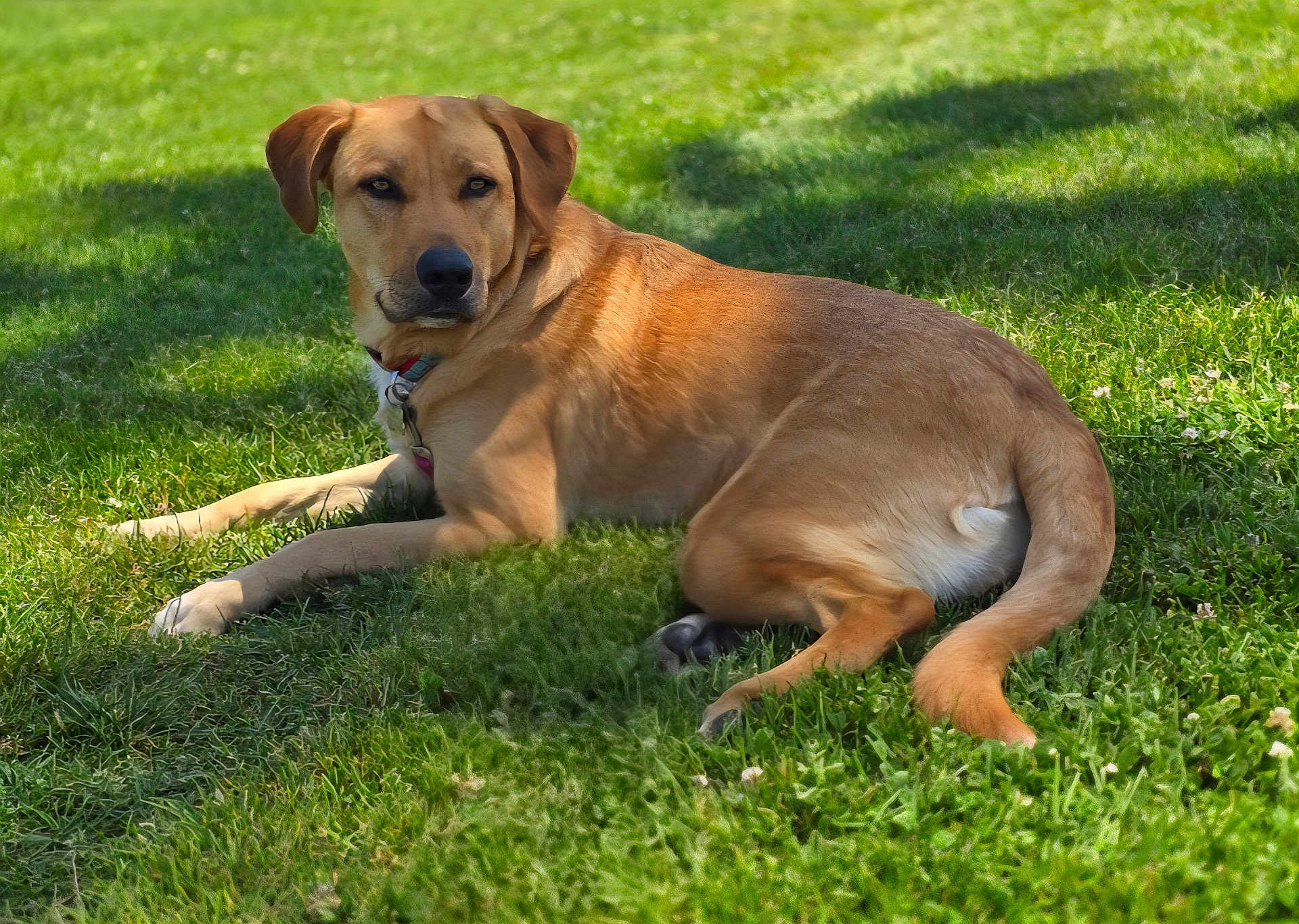 Whiskey is registered to the contest to win money with this photo: dog, grass, outdoor, sunlight, canine, pet, animal, lying_down, nature, greenery, collar, relaxed, fur, mammal, summer, daylight, watchful, resting, domestic_animal, park