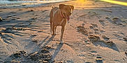 Whiskey is registered to the contest to win money with this photo: animal, beach, canine, collar, daylight, dog, happy, landscape, nature, ocean, outdoor, paw_prints, pier, sand, shore, sky, sunlight, sunset, walking, waves