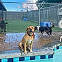 Whiskey joined the competition — help win amazing prizes! animal, black_and_white_dog, blue_sky, brown_dog, clouds, collar, concrete, daytime, dog, fence, grass, happy, outdoor, pet, play_area, pool, smiling_dog, sunny, tiles, water