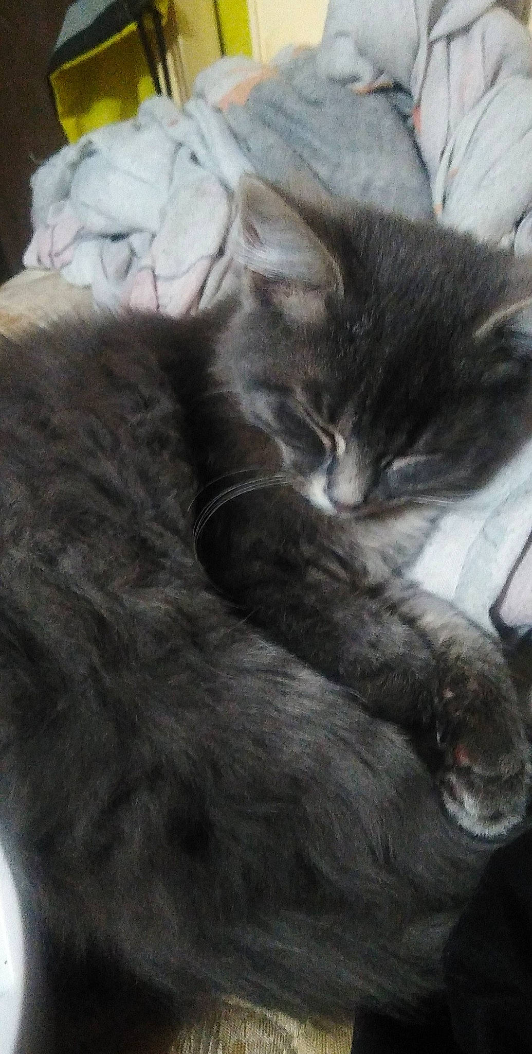 Biscuits is registered to the contest to win money with this photo: carnivore, cat, claw, comfort, domestic_short_haired_cat, ear, felidae, fur, grey, monochrome, monochrome_photography, paw, small_to_medium_sized_cats, snout, tail, whiskers