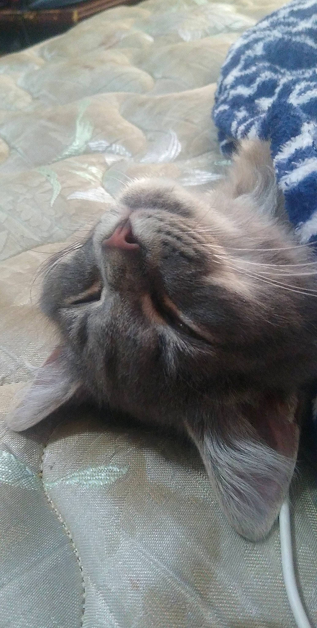 Biscuits joined the competition — help win amazing prizes! carnivore, cat, claw, comfort, domestic_short_haired_cat, ear, fawn, felidae, fur, grey, liver, nap, paw, sleep, small_to_medium_sized_cats, snout, tail, terrestrial_animal, whiskers