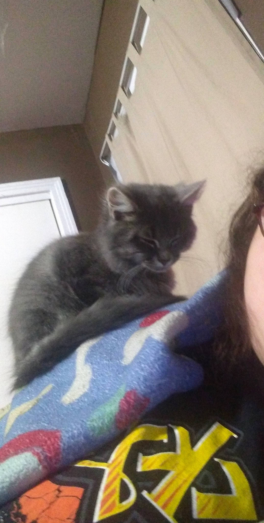 Biscuits joined the competition — help win amazing prizes! black_cat, carnivore, cat, claw, comfort, domestic_short_haired_cat, felidae, fur, grey, lap, nap, paw, sitting, small_to_medium_sized_cats, tail, whiskers