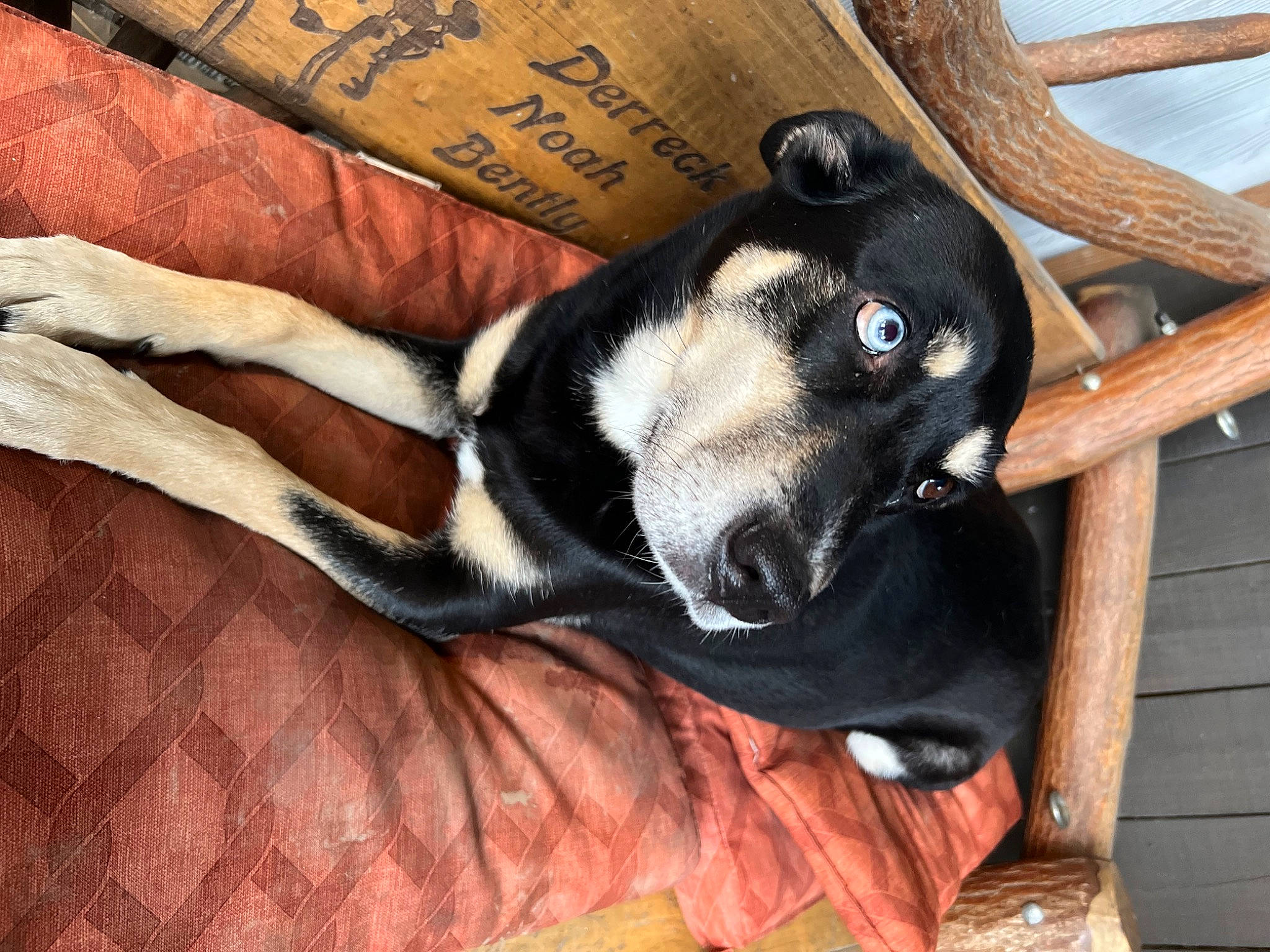 Kenya is registered to the contest to win money with this photo: canidae, carnivore, comfort, companion_dog, dog, dog_breed, dog_supply, fawn, foot, fur, hardwood, natural_material, paw, pet_supply, snout, sporting_group, terrestrial_animal, whiskers, wood, working_animal