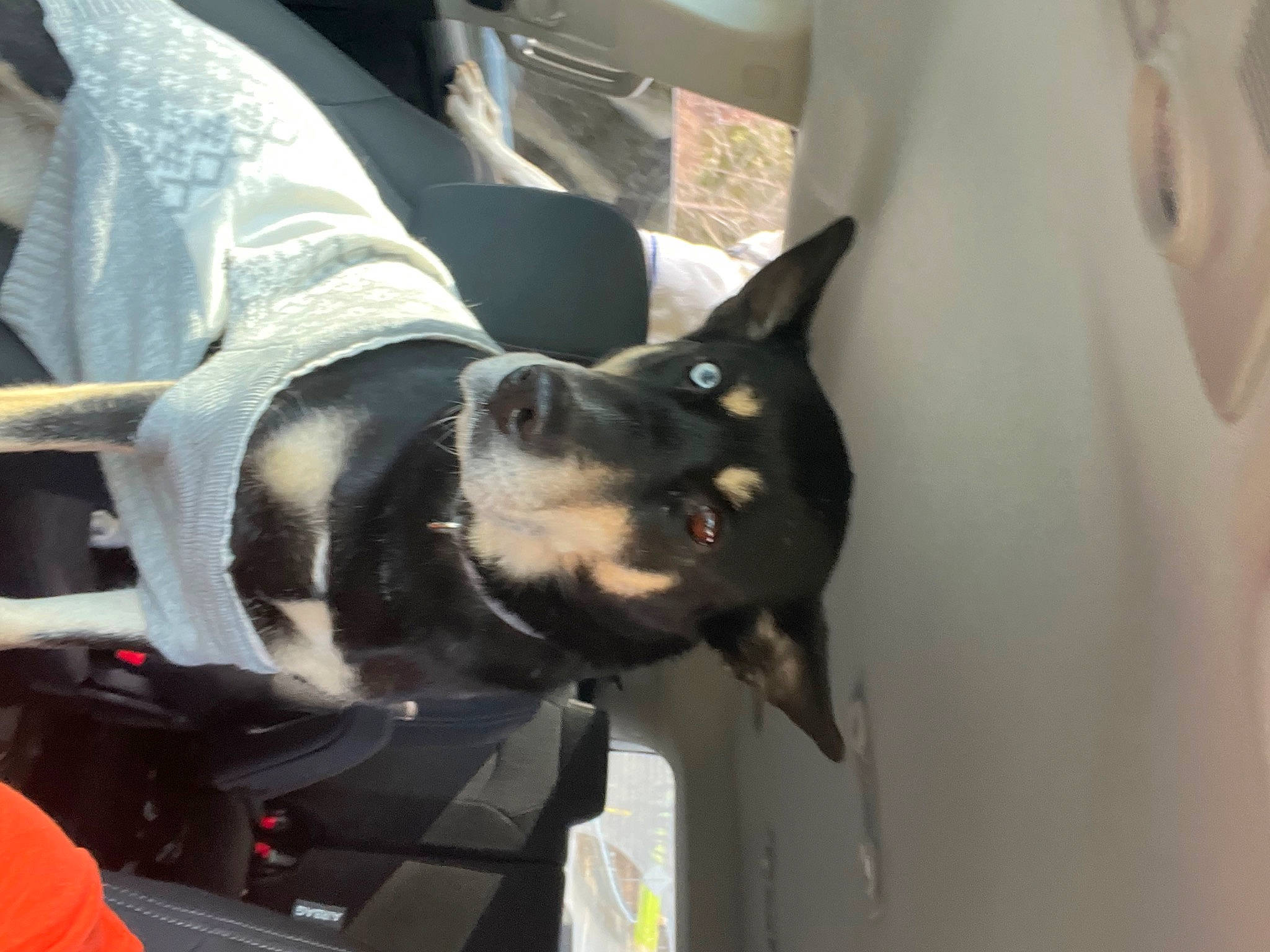 Kenya is registered to the contest to win money with this photo: auto_part, boston_terrier, canidae, carnivore, collar, companion_dog, dog, dog_breed, dog_collar, ear, fur, guard_dog, jaw, mammal, non_sporting_group, personal_protective_equipment, snout, sporting_group, working_animal, working_dog