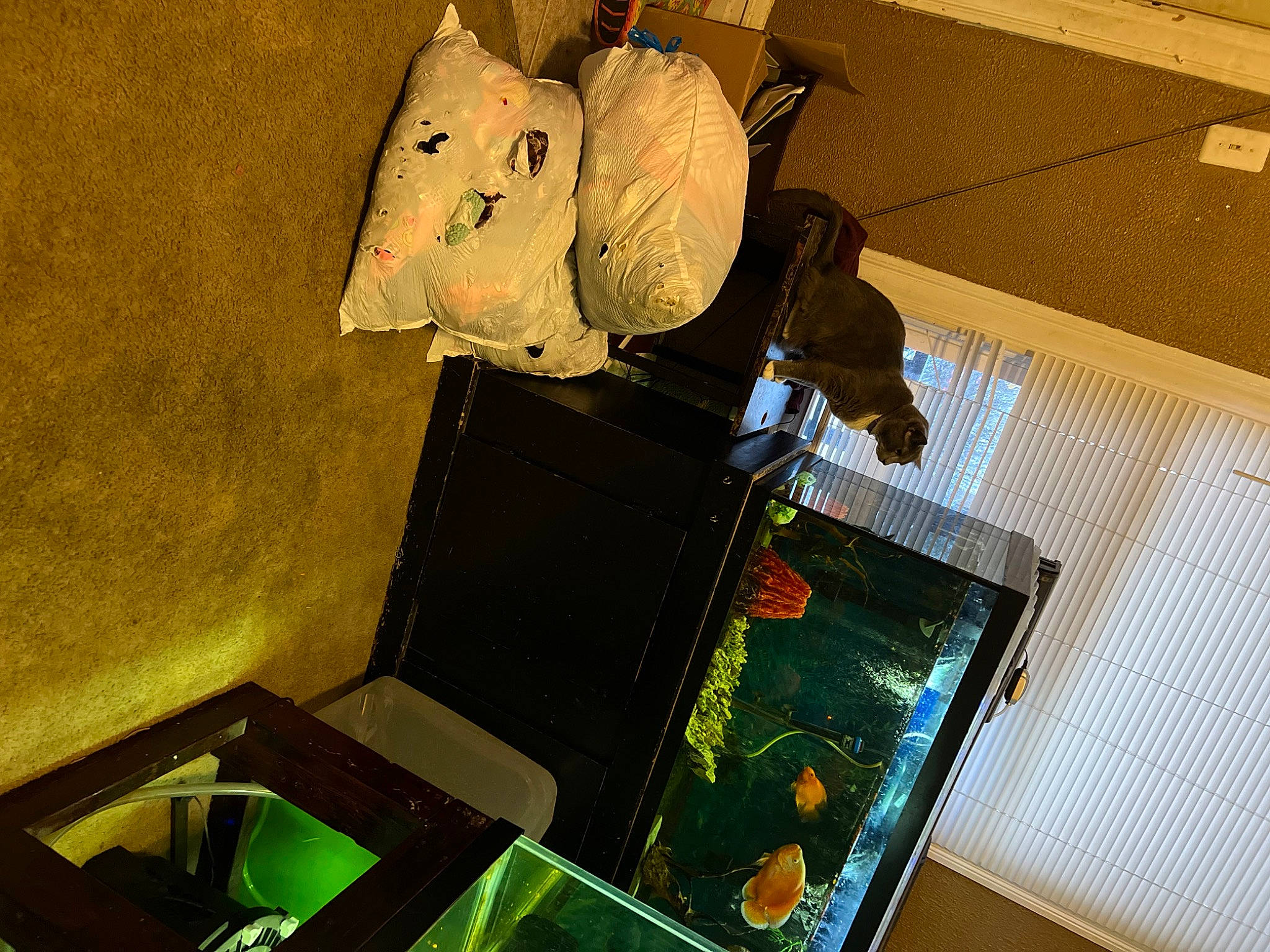 Mittens joined the competition — help win amazing prizes! animation, art, ceiling, computer_hardware, display_device, flooring, fun, hardwood, machine, room, space, stuffed_toy, visual_arts, wood