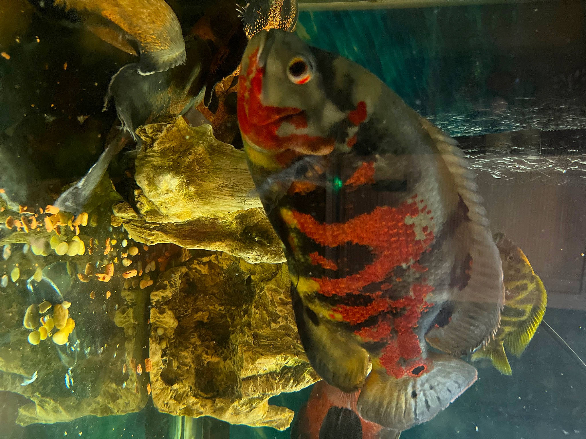 Mittens joined the competition — help win amazing prizes! aquarium, art, bony_fish, electric_blue, feeder_fish, fin, fish, fluid, freshwater_aquarium, illustration, liquid, marine_biology, organism, paint, ray_finned_fish, tail, underwater, visual_arts, water