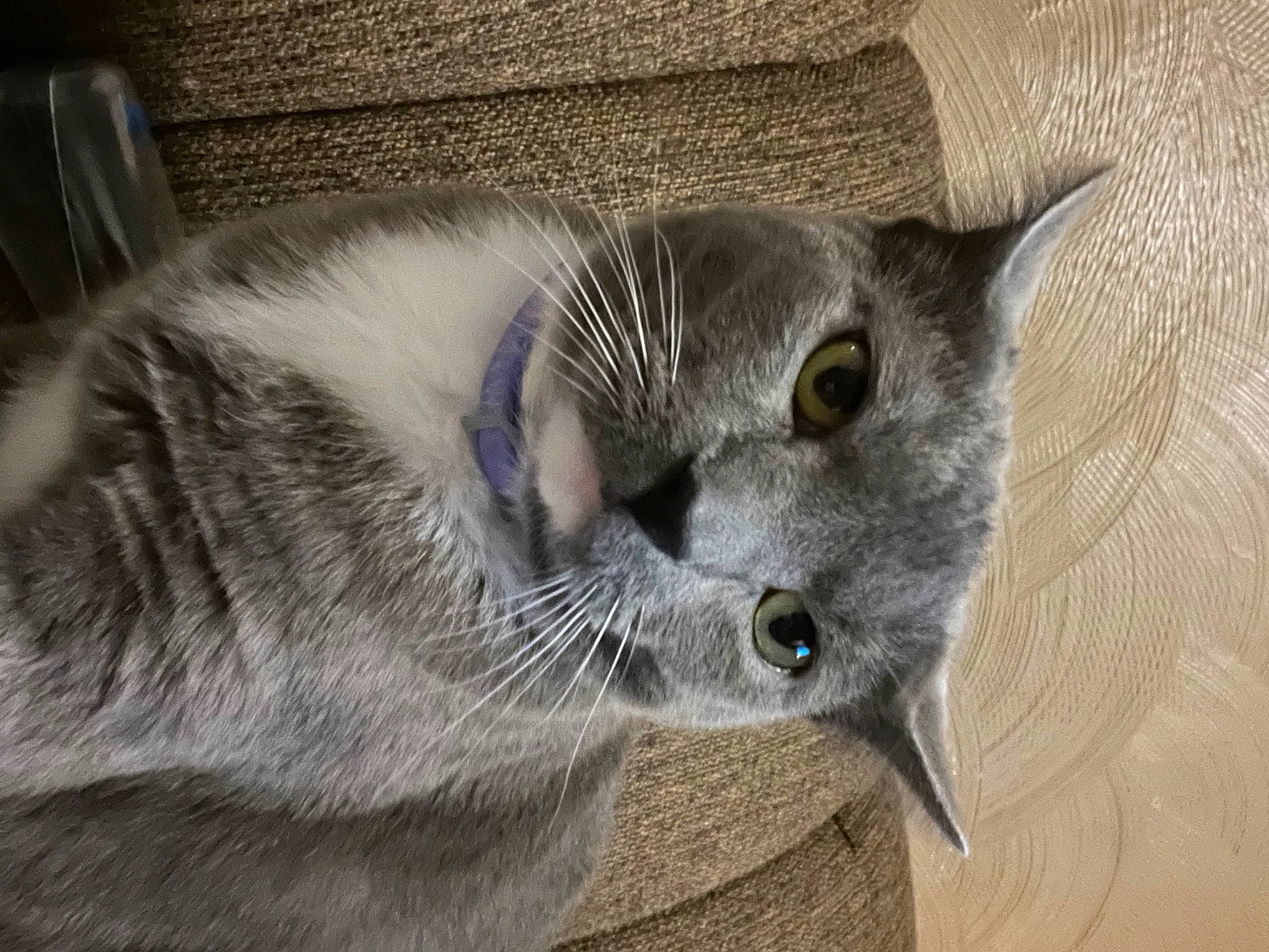 Mittens joined the competition — help win amazing prizes! carnivore, cat, cat_supply, domestic_short_haired_cat, ear, eye, felidae, fur, grey, russian_blue, small_to_medium_sized_cats, snout, tail, terrestrial_animal, whiskers